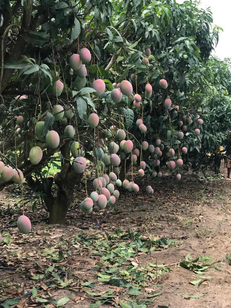 A picture of ripen mango in it's tree